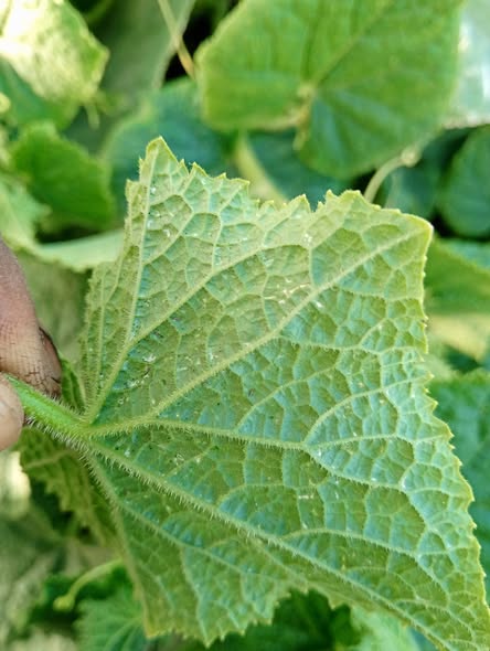 هذه الحشره الموجوده في الورقه من الخلف رشيت وتعبت رش مش بتموت الي عنده معلومه يقوله